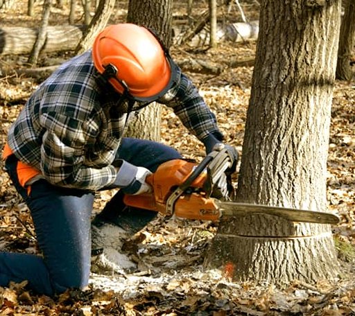 Tree Removal in Lenora, KS